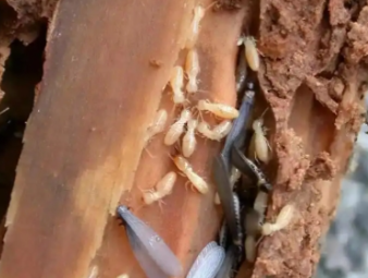 达州白蚁防治公司分享电气设备防虫防护，杜绝白蚁引发电路安全隐患